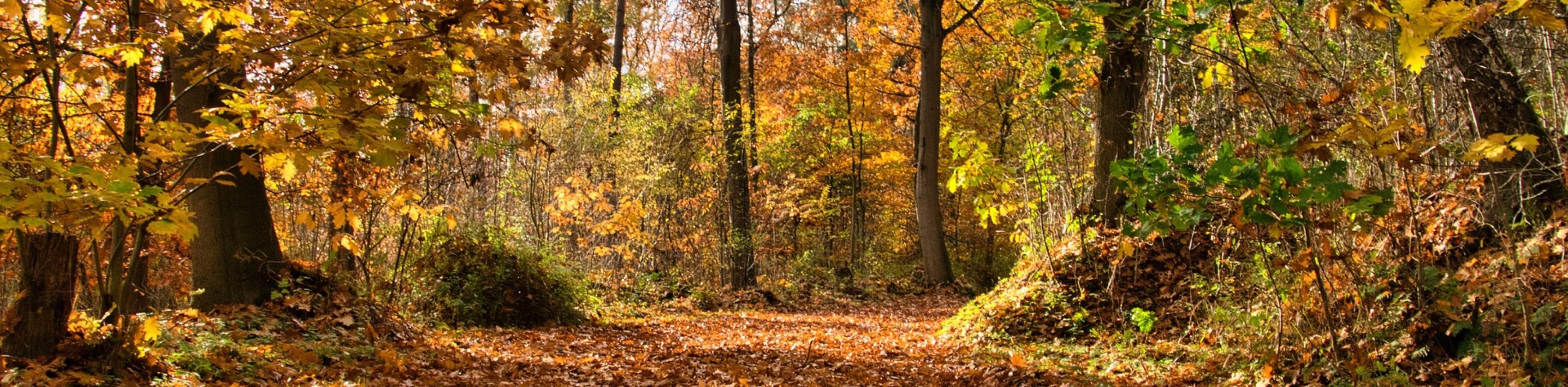 Waldweg, © HelgaKA Waldweg, © HelgaKA