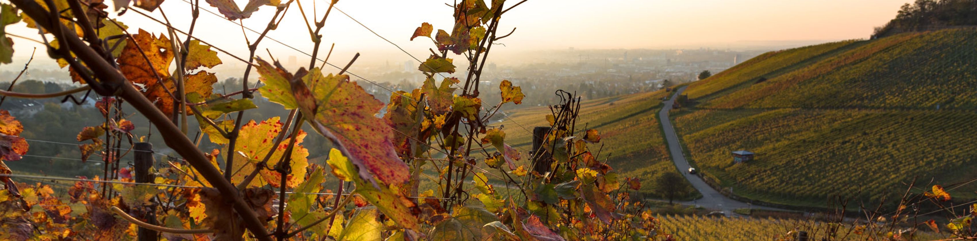 Der Wein Panorama Weg im Herbst Der Wein Panorama Weg im Herbst