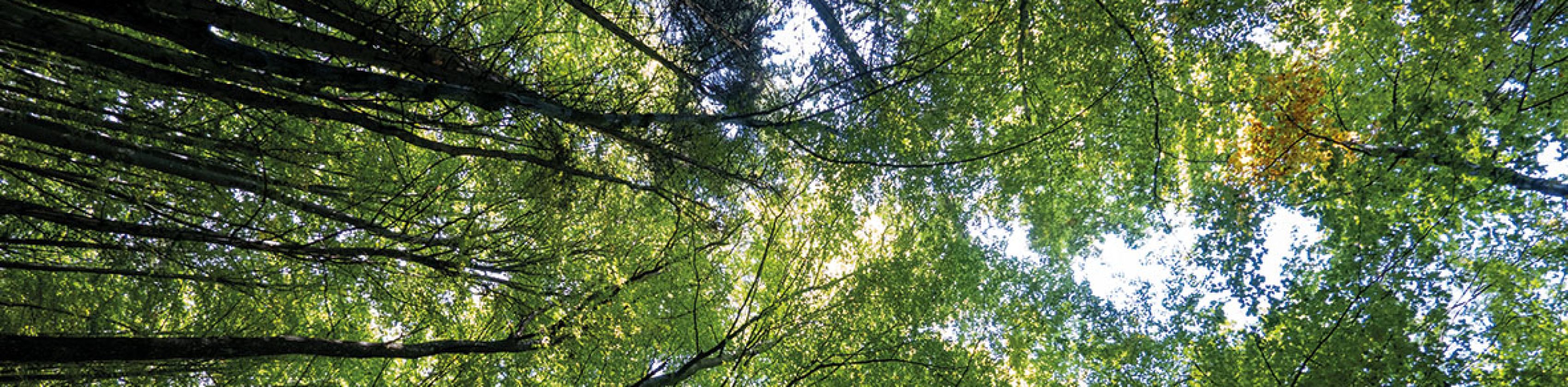 Wald, © keb Heilbronn Wald, © keb Heilbronn