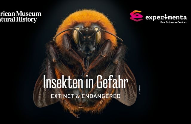 Insekten in Gefahr, © Eine Ausstellung der experimenta in Kooperation mit dem American Museum of Natural History, New York (amnh.org) mit Fotografien von Levon Biss. Foto: © Levon Biss