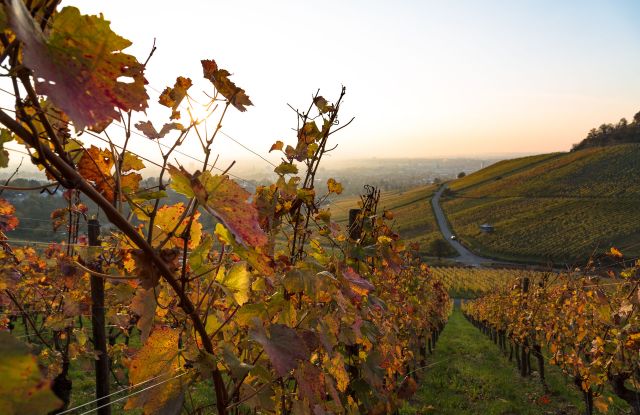 Der Wein Panorama Weg im Herbst