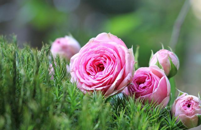Rosen