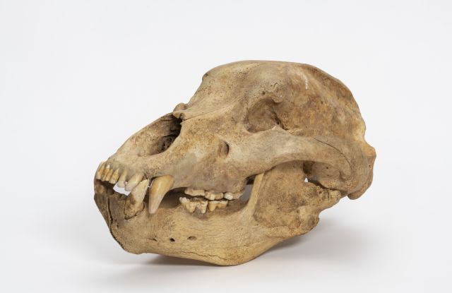 H&ouml;hlenb&auml;rensch&auml;del, St&auml;dtische Museen Heilbronn, Foto: Frank Kleinbach, &copy; St&auml;dtische Museen Heilbronn