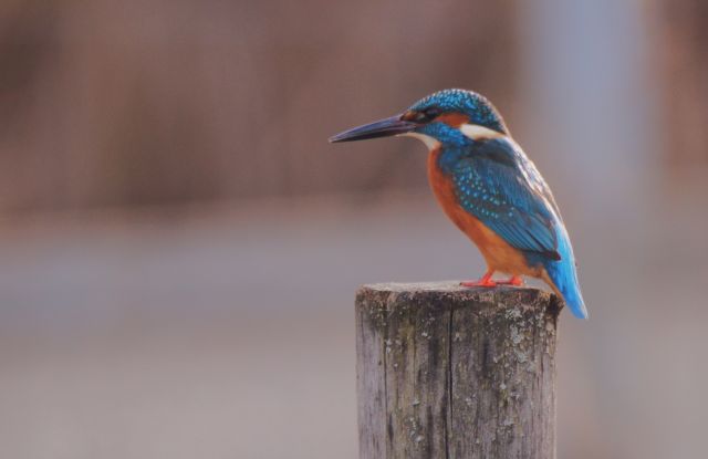 Eisvogel, &copy; Marco Lutz
