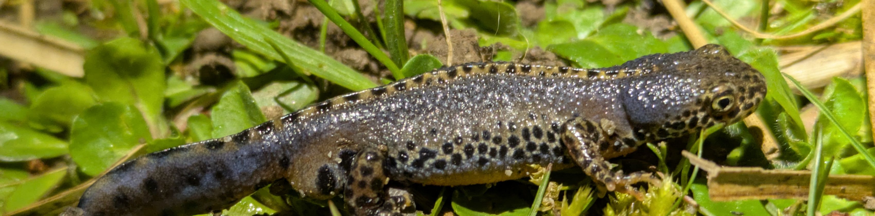 Bergmolch, &copy; Guido L&ouml;scher