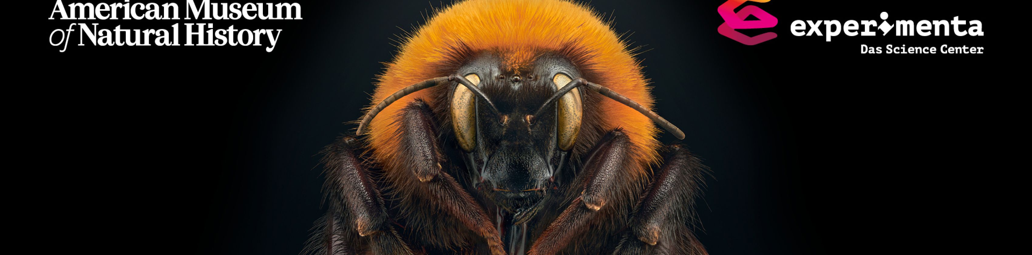 Insekten in Gefahr, © Eine Ausstellung der experimenta in Kooperation mit dem American Museum of Natural History, New York (amnh.org) mit Fotografien von Levon Biss. Foto: © Levon Biss