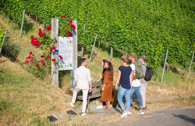 Wartberg Heilbronn Wein Panorama Weg