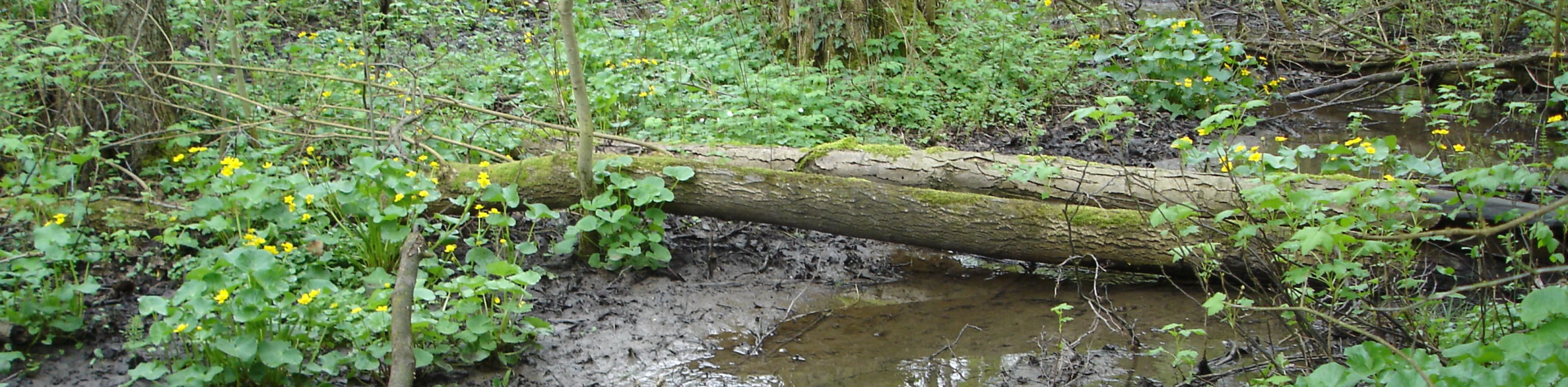 Köpfertal Auwald mit blühenden Sumpfdotterblumen(c)Wolf Dieter-Riexinger, © Wolf-Dieter Riexinger