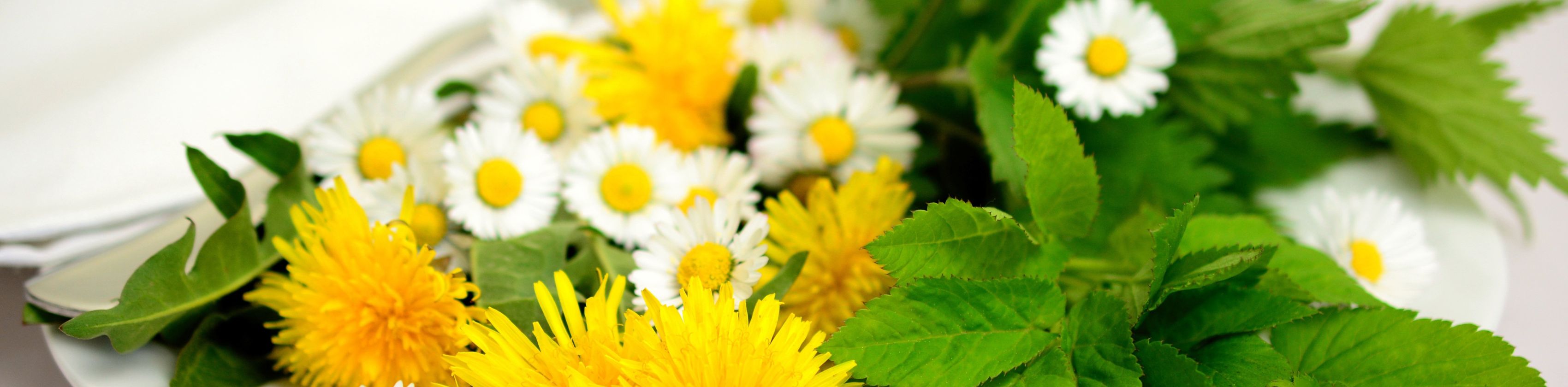 Unkr&auml;uter, Wildkr&auml;uter oder doch Heilkr&auml;uter?, &copy; congerdesign auf pixabay