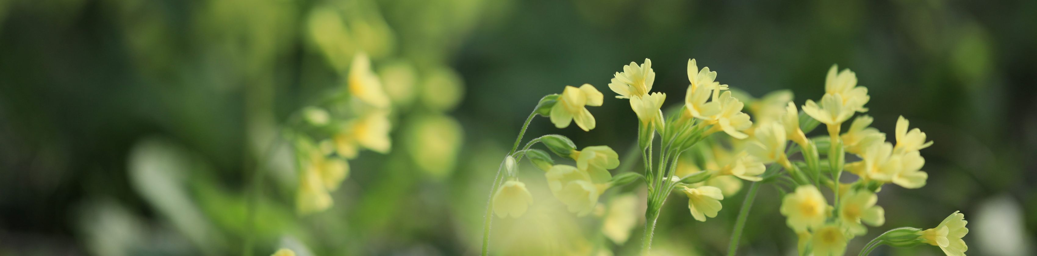 Schl&uuml;sselblumen im Fr&uuml;hling, &copy; Guido L&ouml;scher