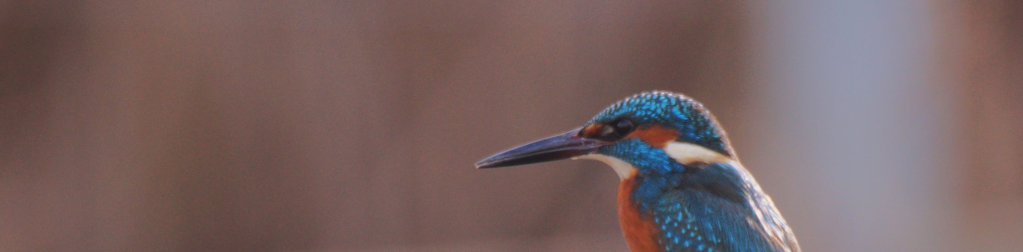 Eisvogel, &copy; Marco Lutz