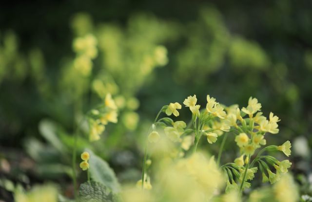 Schl&uuml;sselblumen im Fr&uuml;hling, &copy; Guido L&ouml;scher