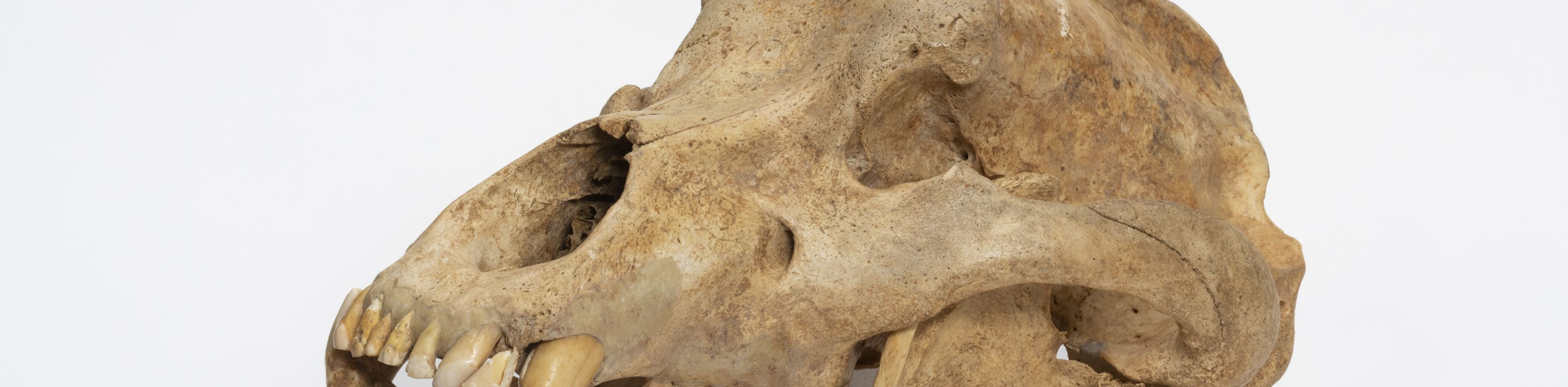 H&ouml;hlenb&auml;rensch&auml;del, St&auml;dtische Museen Heilbronn, Foto: Frank Kleinbach, &copy; St&auml;dtische Museen Heilbronn