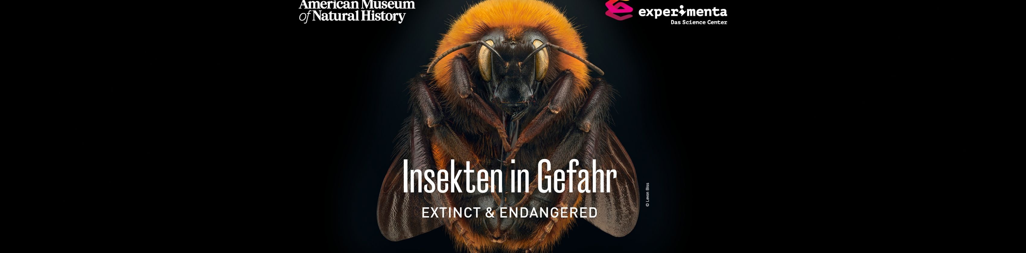 Insekten in Gefahr Foto © Levon Biss