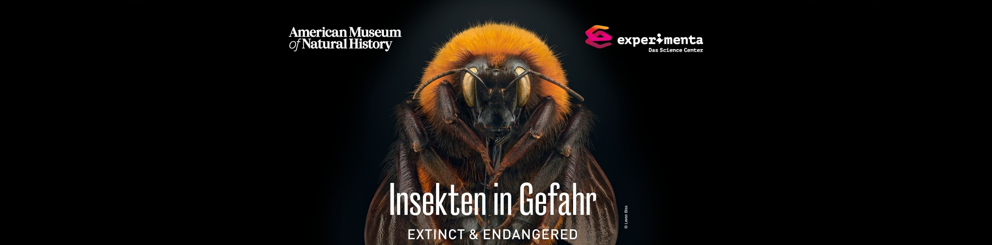 Insekten in Gefahr Foto © Levon Biss