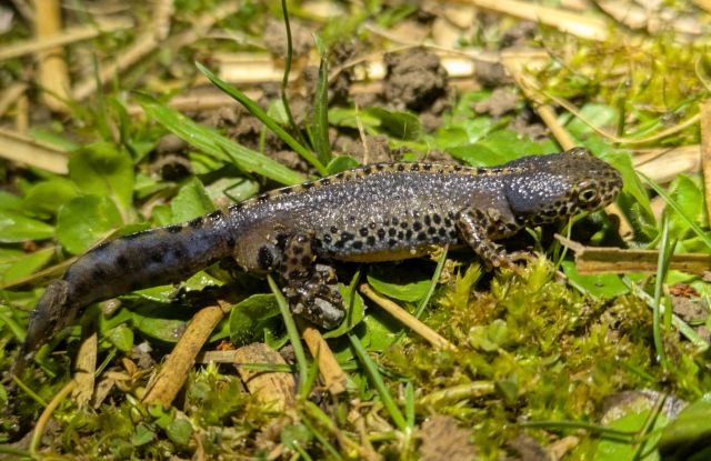 Bergmolch, &copy; Guido L&ouml;scher