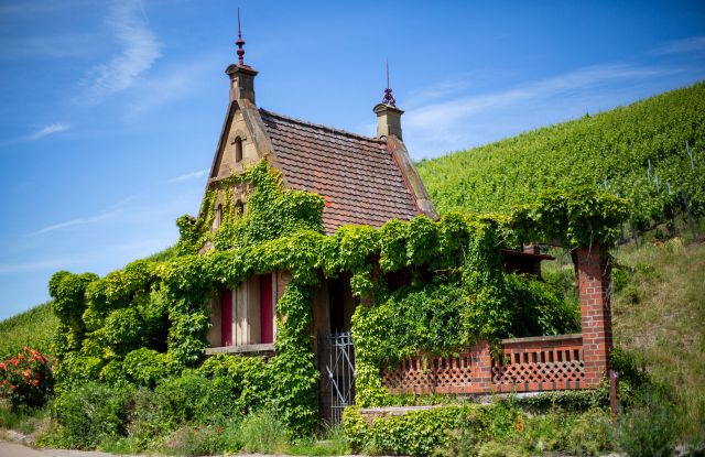 Der Wein Panorama Weg am Wartberg