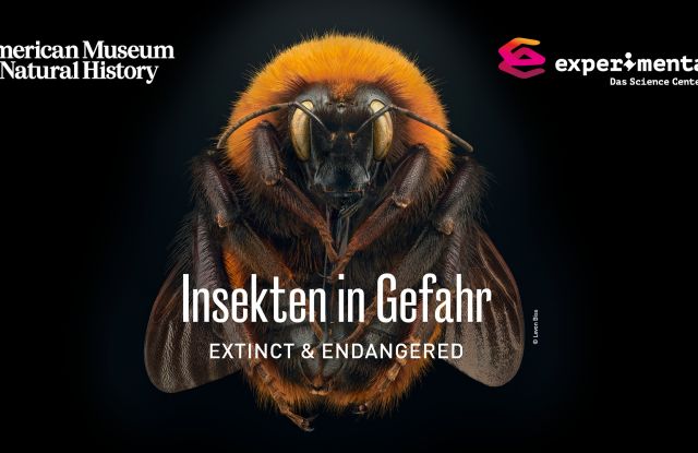 Insekten in Gefahr